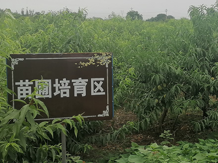 當涂桃園基地展示（一）